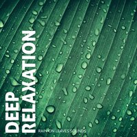 Rain on Leaves Sounds, Pt. 20 - Craig Hewitt