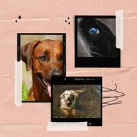 Caring (Wonderful Puppies) - Calming Dog Jazz