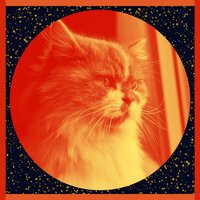 Background for Home Cats - Music For Cats Peace