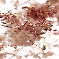 March Morning No.5 - First Dream