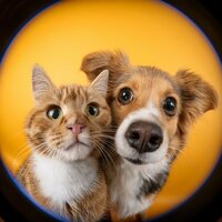 Flujo Zen Para Mascotas - Arrastre de ondas cerebrales de latidos binaurales & Sonidos etéreos para seres & Calma para el descanso animal