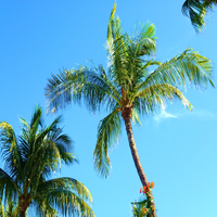 Palm Trees - OG Dynasty & chlothegod