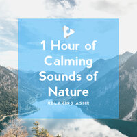 Spirit of the Forest - Relaxing ASMR & Relaxing Sleep Music