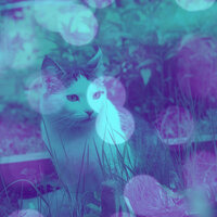 Peaceful Ambiance for Funny Cats - Cat Music