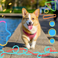Grand Sleepy Pups - Dog Sleeping Soundtracks Deluxe