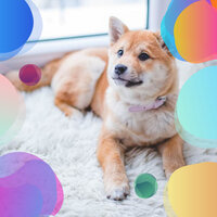 Bubbly Ambience for Calm Hounds - Sleeping Music For Dogs
