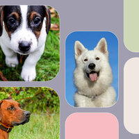 Memories (Happy Dog Walks) - Calming Dog Jazz