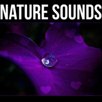 Rain Meditation - Sounds of Nature Kingdom