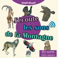 Martinet alpin - Chiff-Chaff