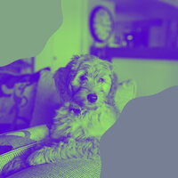 Exquisite Music for Dog Training - Music for Dogs Playlist