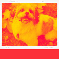 Background for Well Behaved Dogs - Dog Music Hour