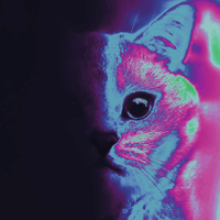 Kitty - AÜĞOÇ