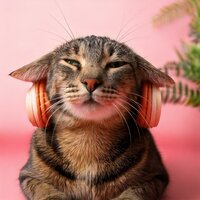Soft Pawsteps Sound - Lofi Time & Piano GenieCalm Music for Cats & Elegant Music for Cats