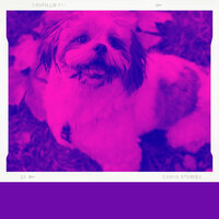 Happening Moods for Mans Best Friend - Doggy Music Radio