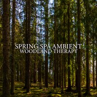 Lose Yourself in Forest Meditation - Healing Music Effect