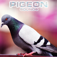 Pigeon Soundscapes - Pigeon Sounds & Animals Sounds & White Noise Ambience & National Geographic Soundscapes & Soothing Sounds & Nature Sounds New Age