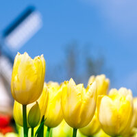 Donde Estara Mi Primavera - 米超超
