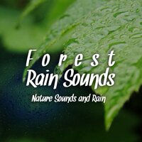 Rain Sounds: Rain on Tent - Nature Sounds and Rain