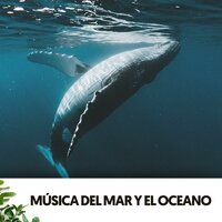 Longitudes de onda de trabajo - Solfeggio Frequencies 528Hz & Ocean Sounds FX & Brainwave Samples