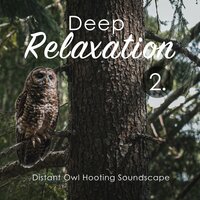 Distant Owl Hooting Soundscape, Pt. 15 - Craig Hewitt