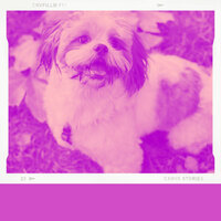 Background for Relaxing Your Dog - Music for Dogs Ambience