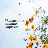 Внутренняя гармония - Stress Relief Calm Oasis