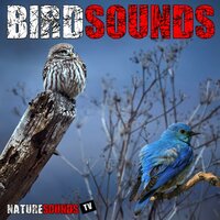 Eagles Screaming And Wind Howling - Nature Sounds TV