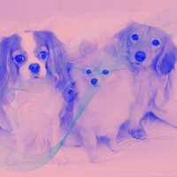 Happy Ambience for Doggy Anxiety - Relaxing Dog Music Playlists