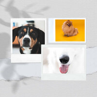 Cuddly (Happy Dog Walks) - Calming Music for Dogs