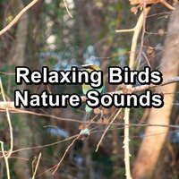 Bird Music Instant Deep Sleep Relaxing and Calming - Rain Sounds Sleep & Relaxing Rain & Rain Radiance