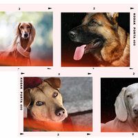 Ambience (Wonderful Puppies) - Relaxation Music For Dogs
