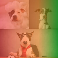Sublime Moods for Worshiping Your Dog - Relax My Dog Music