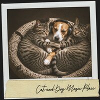Blaze Beneath the Stars - Cat Music Therapy & Cat Music & Focus Chamber