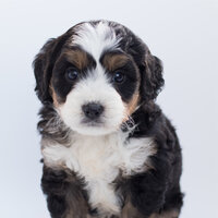 Quantum Soup - Relaxation Music For Dogs & Dog Music Club & Music for Pets Library