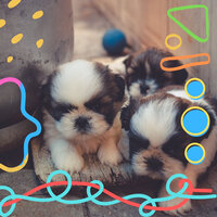 Urbane Moods for Well Trained Dogs - Sleeping Music For Dogs