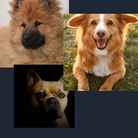 Superlative Ambience for Dog Calming - Dog Jazz Sounds