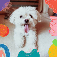 Simple Tenor Saxophone Solo - Vibe for Doggy Daycares - Dog Relaxation Music