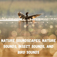 Distant Mountain Foerst - The Nature Soundscapes & Epic Soundscapes & Relaxing music