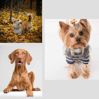 Background for Cutest Dogs - Home Alone Dog Music