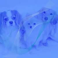 Fun Ambiance for Dog Training - Calm Music for Dogs