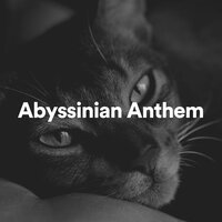 Nightfall Music for Kitties - Cat Music