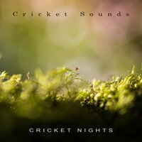 Nature Breath - Cricket Sounds