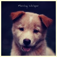 White Clouds - Dog Music & Meeresrauschen & Detente Spa Musique Collection