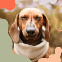 Excellent Music for Sounds - Dog Music Experience