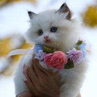 Fall of Rain - Cat Music Therapy & Jazz Music Therapy for Cats & Music for Cats Deluxe