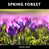 Spring Day Ambience (Loopable, No Fade) - Loopable Radiance & ASMR