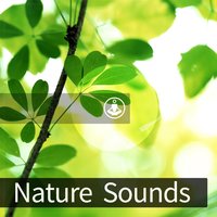 Wind Sounds - Satorio