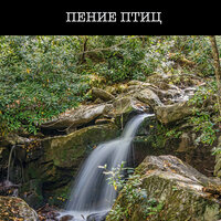 Звуки птиц - Расслабляющая медицина & Пение Птиц & Фон Природа