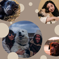 Peaceful (Music) - Relaxation Music For Dogs