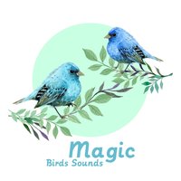 Beautiful Flower - Singing Birds Zone
